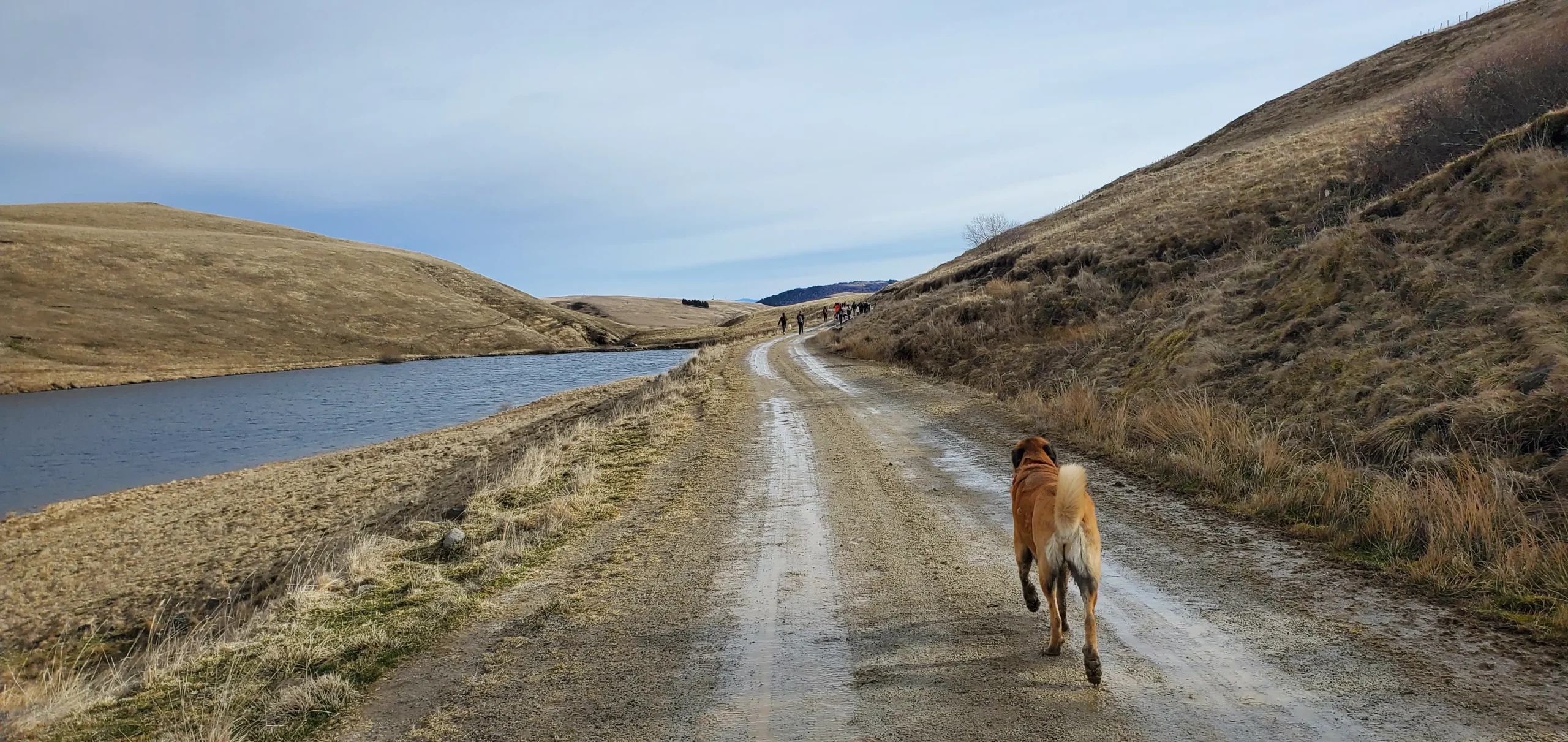 Paysage de Puys, un chien se promène sur un sentier, à gauche un plan d'eau.