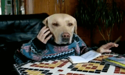Chien qui rempli sont agenda.