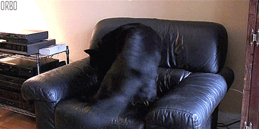 Chien qui tourne en rond dans un fauteuil