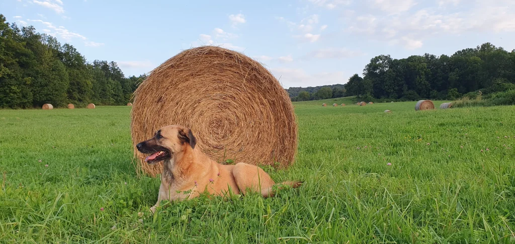 Chienne berger d'anatolie couchée dans un champ devant une grosse meule ronde de paille.