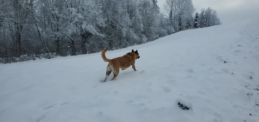 Berger d'anatolie qui court dans la neige dans un champ, les bois en fond de paysage.