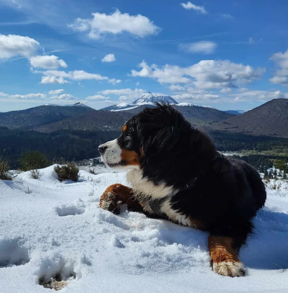 Bouvier bernois heureuse dans la neige, le puy de Dôme en fond de paysage.