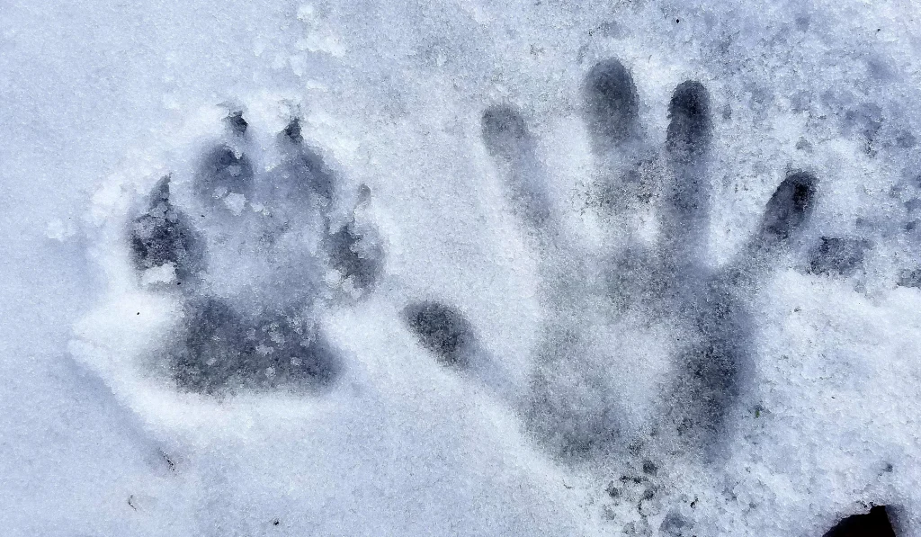Empreintes d'une patte de chien et d'une main humaine dans la neige.