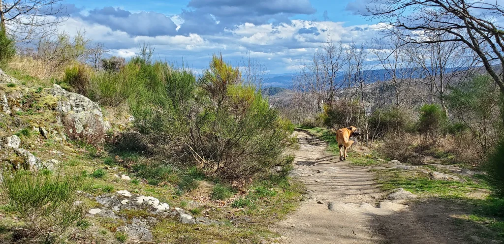 Sentier de randonnée dans le puy de dôme emprunté par une chienne berger d'anatolie.
